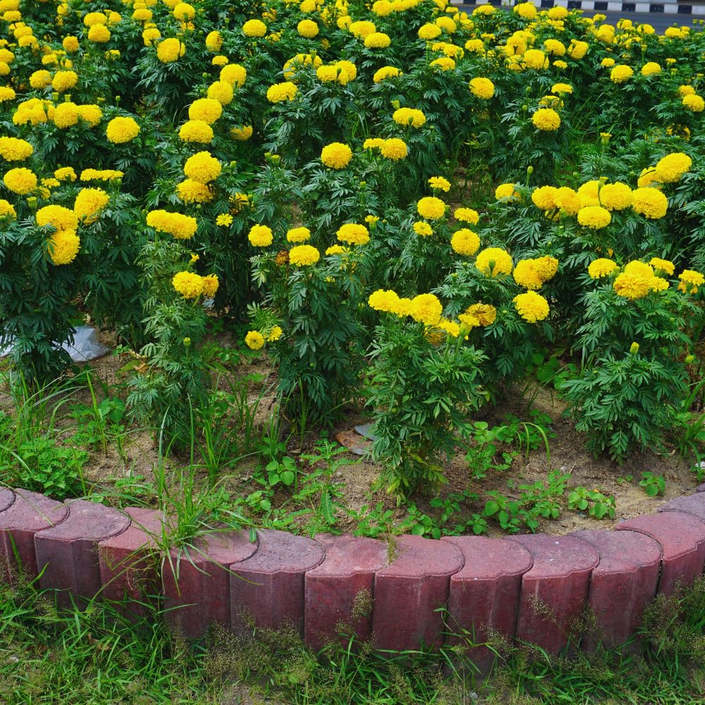 2 Marigold Live Plants for Outside, Yellow Marigold Plants Live, 4 to 6 Inc Tall Starter Plant Growing