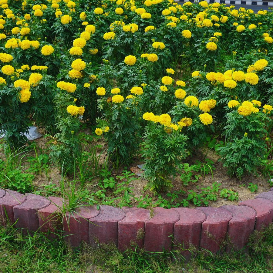 2 Marigold Live Plants for Outside, Yellow Marigold Plants Live, 4 to 6 Inc Tall Starter Plant Growing