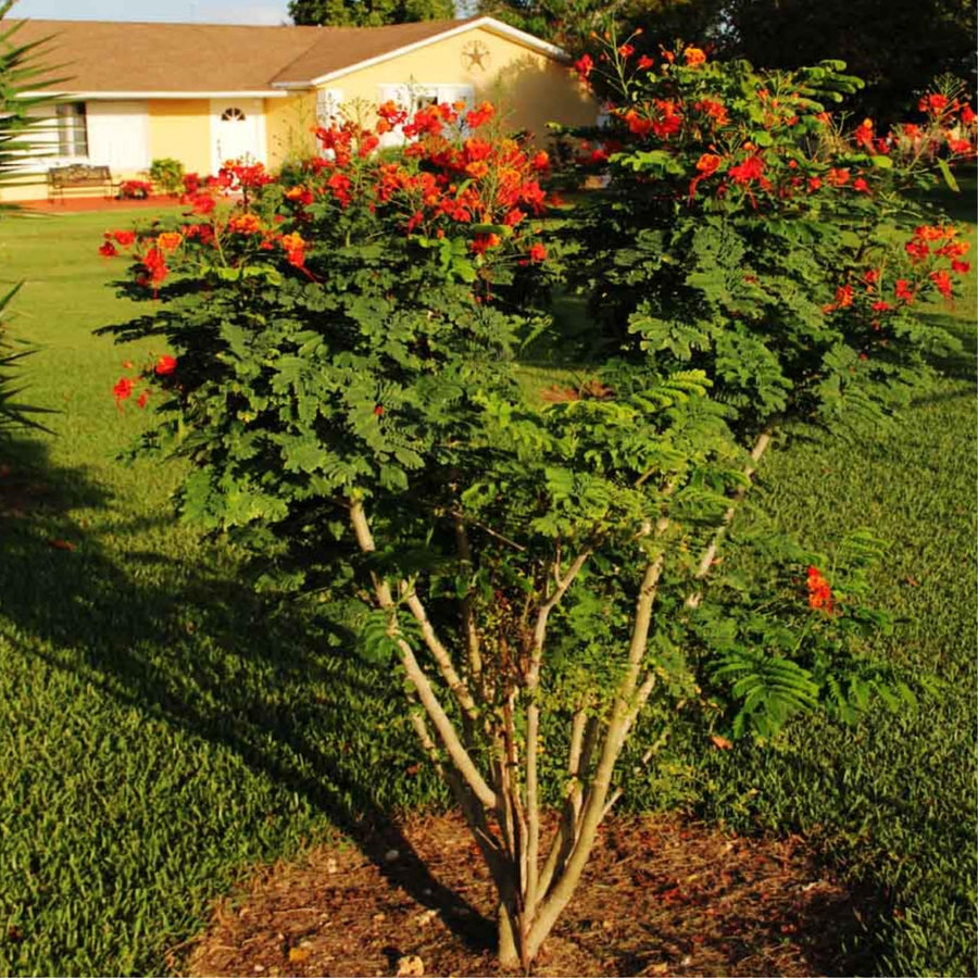 Red Orange Mexican Bird of Paradise Plant Live in Pot, 6-10" in Tall Well-Rooted Seedling for Outdoor Growing, Peacock Plant