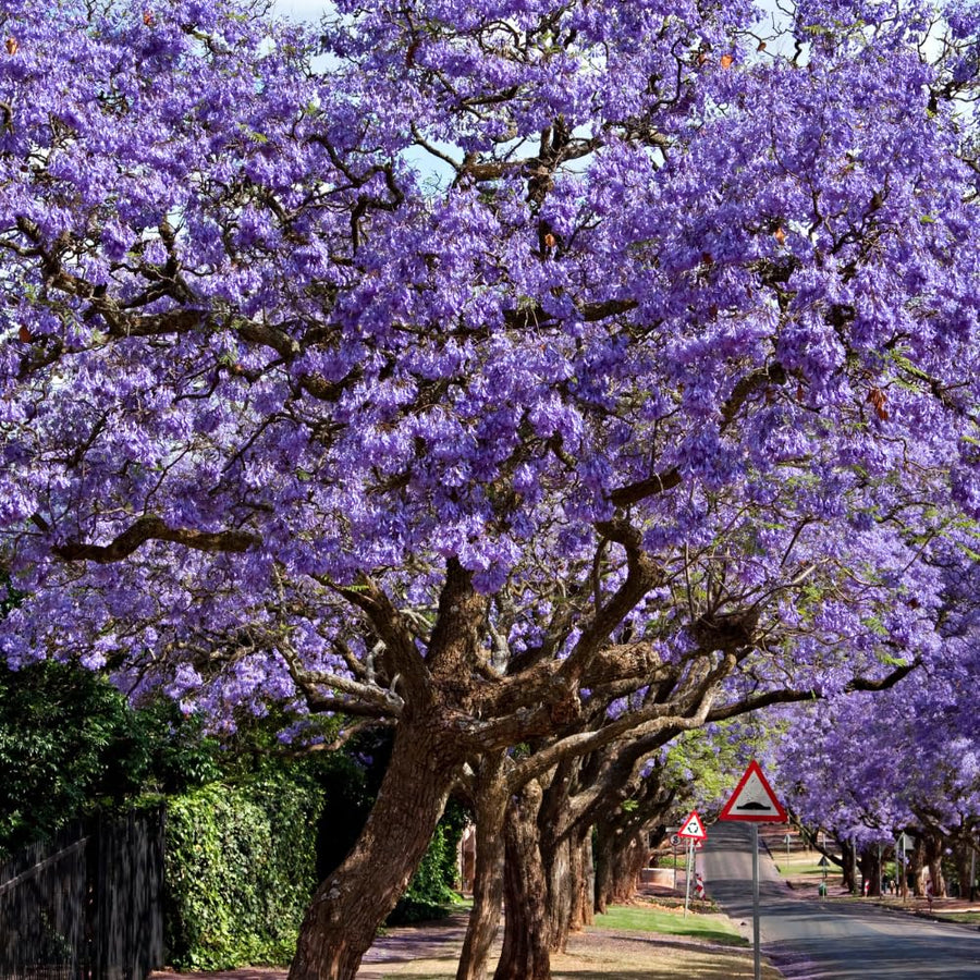 Large Jacaranda Tree Plant Live, 3-6 Inc Tall, Jacaranda Bonsai Tree, Live Jacaranda Plant for Landscaping, Vibrant Purple Blooms, 1 Year Old