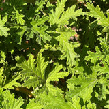 2PPP Citronella Live Plant, Citronella Herb Plant, 4-6 Inches Tall, Plant for Containers, Patios and Garden Growing