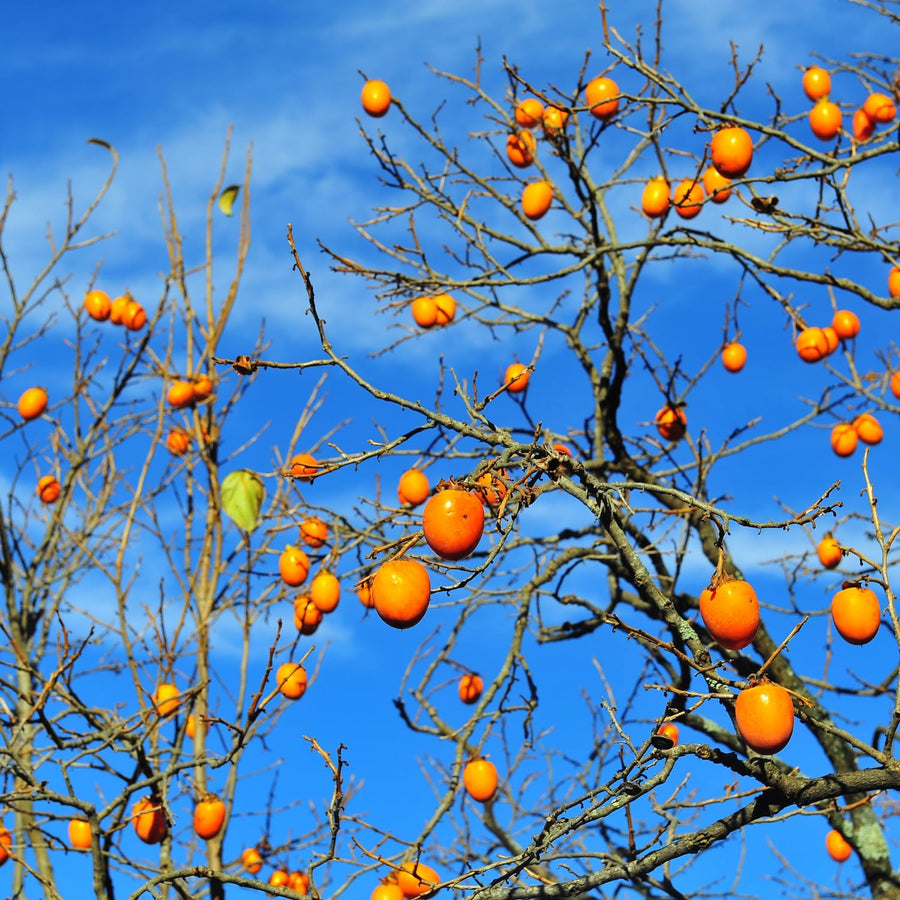 Very Hardy Persimmon Tree Live Plant, Cold Hardy and Sweet American Persimmon, 1 Year Old 6-12" Plant