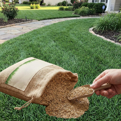 12000 Zoysia Empire Grass Seeds, Zoysia Grass Seeds, Low-Maintenance for Home Yards and Gardens