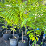 Sugar Apple Tree Live Plant 2-3 Feet Tall, in 1 Gallon Pot, Annona Squamosa Sugar Apple Fruit Tree