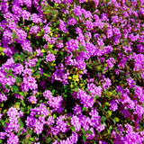 Pack 4 Trailing Lantana Plants Live for Gardening, 6-9 Inc Height, Ornamental Lantana Live Plants, Fragrant Lantana Flowers Vine (Purple Lantana)