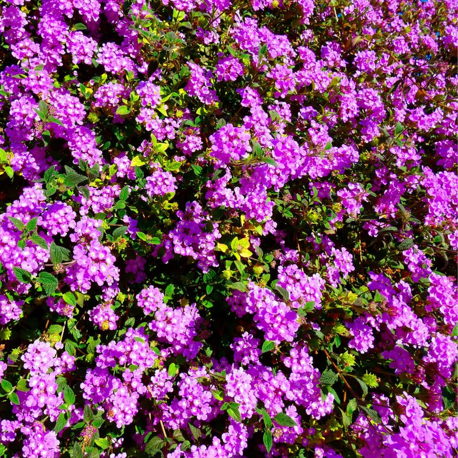 Pack 4 Trailing Lantana Plants Live for Gardening, 6-9 Inc Height, Ornamental Lantana Live Plants, Fragrant Lantana Flowers Vine (Purple Lantana)