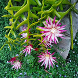 Fishbone Cactus Plant 4-6'' Tall, Easy Care Indoor Cactus in 2'' Pot, Compact Houseplant for Planting