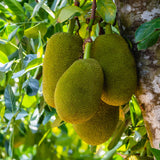 Dwarf Jackfruit Tree Live Plant, Tropical Jackfruit Plant Live, 6-8" Tall, 4 Inch Pot