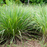 2 Lemon Grass Live Plant, Lemongrass Plants Live Well Rooted, Live Lemongrass Plant for Outside, Herbs for Planting Indoor Outdoor Garden