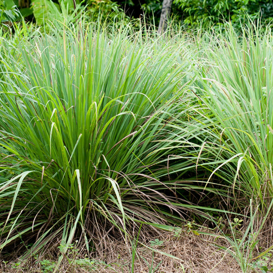 2 Lemon Grass Live Plant, Lemongrass Plants Live Well Rooted, Live Lemongrass Plant for Outside, Herbs for Planting Indoor Outdoor Garden