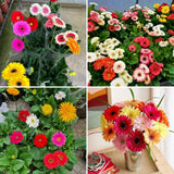 Sets 4 Random Gerbera Daisy Live Plants, Ready to Bloom in Spring, Flower Winter Hardy Outdoor Planting