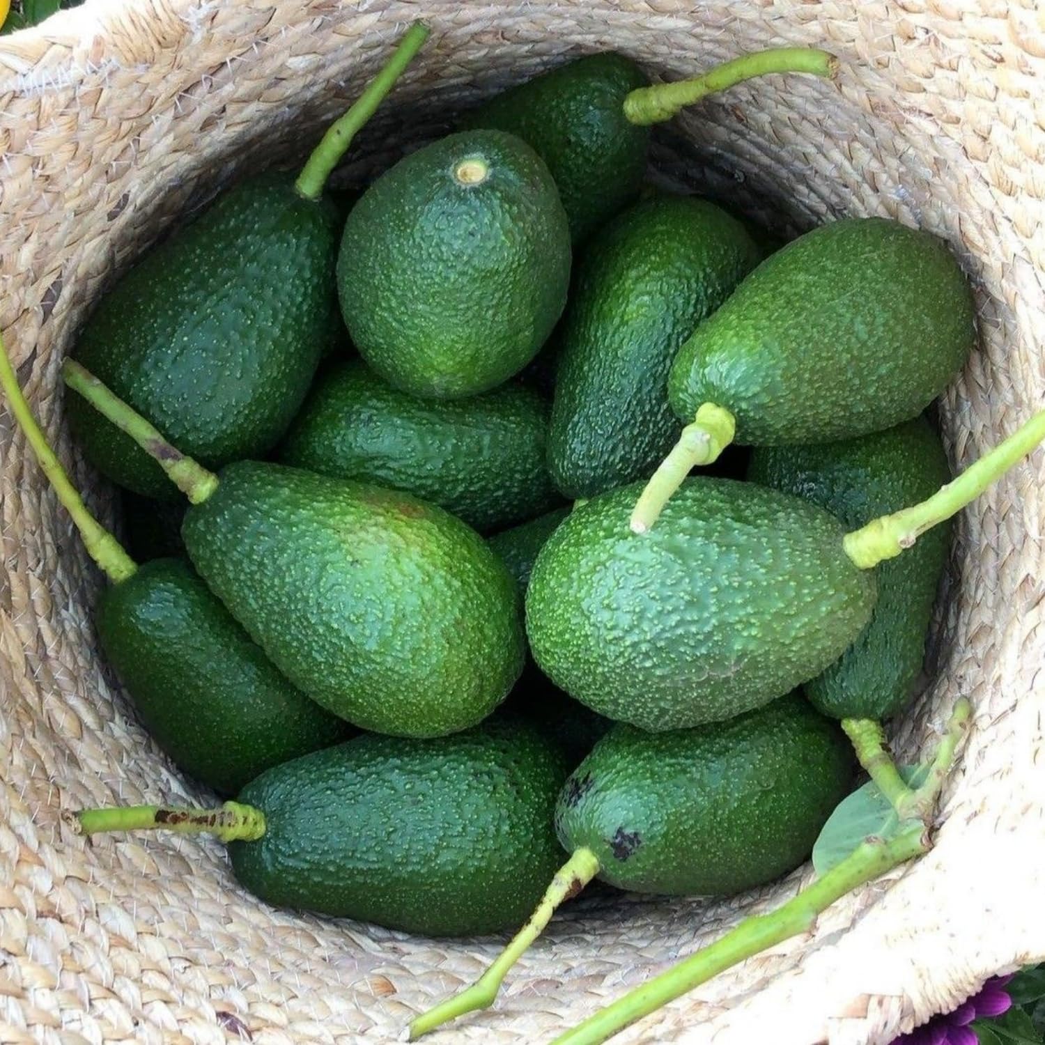 HASS Avocado Plant Live, Well Rooted Fruit Tree, 8-10 Inches Tall, Live Avocado Plant for Garden