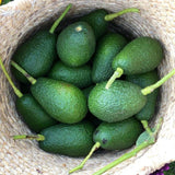 HASS Avocado Plant Live, Well Rooted Fruit Tree, 8-10 Inches Tall, Live Avocado Plant for Garden