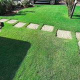Set 30000 Emerald Zoysia Grass Seeds, Zoysia Grass Seeds, Dense Green Lawn, Low Maintenance Lawn Seed for Outdoor Garden