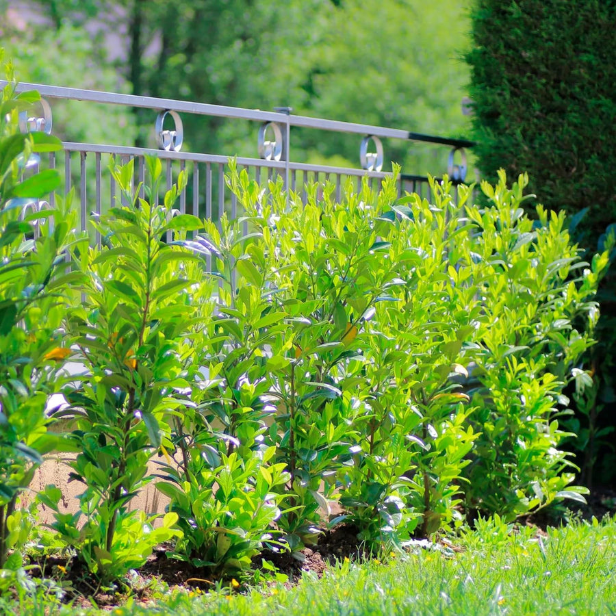Bay Leaf Tree Live Plant, Sweet Bay Laurel Laurus Nobilis, 8-10 Inch Tall in 4” Pot, Culinary Herb Plant