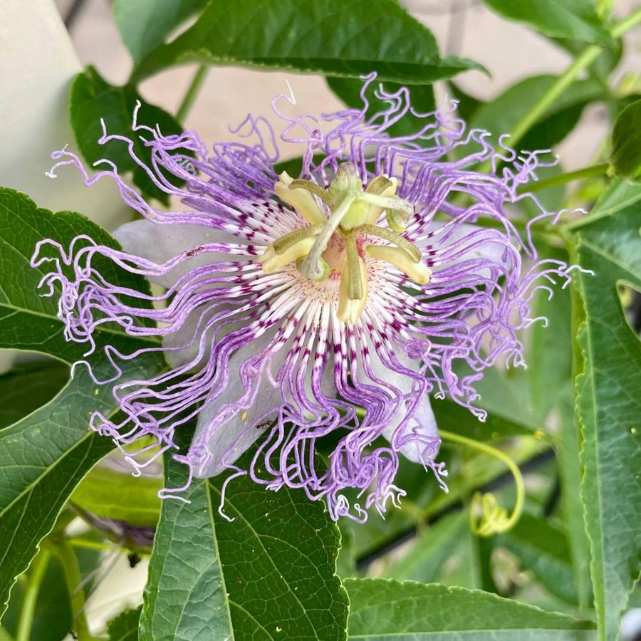 Light Purple Passion Flower Plant - Light Purple Passion Flower Vine Live Plant - Size 5 to 7 Inch Tall, Passiflora Flowers Starter Plant, Without Pot