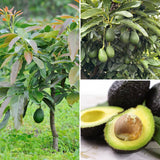 HASS Avocado Plant Live, Well Rooted Fruit Tree, 8-10 Inches Tall, Live Avocado Plant for Garden