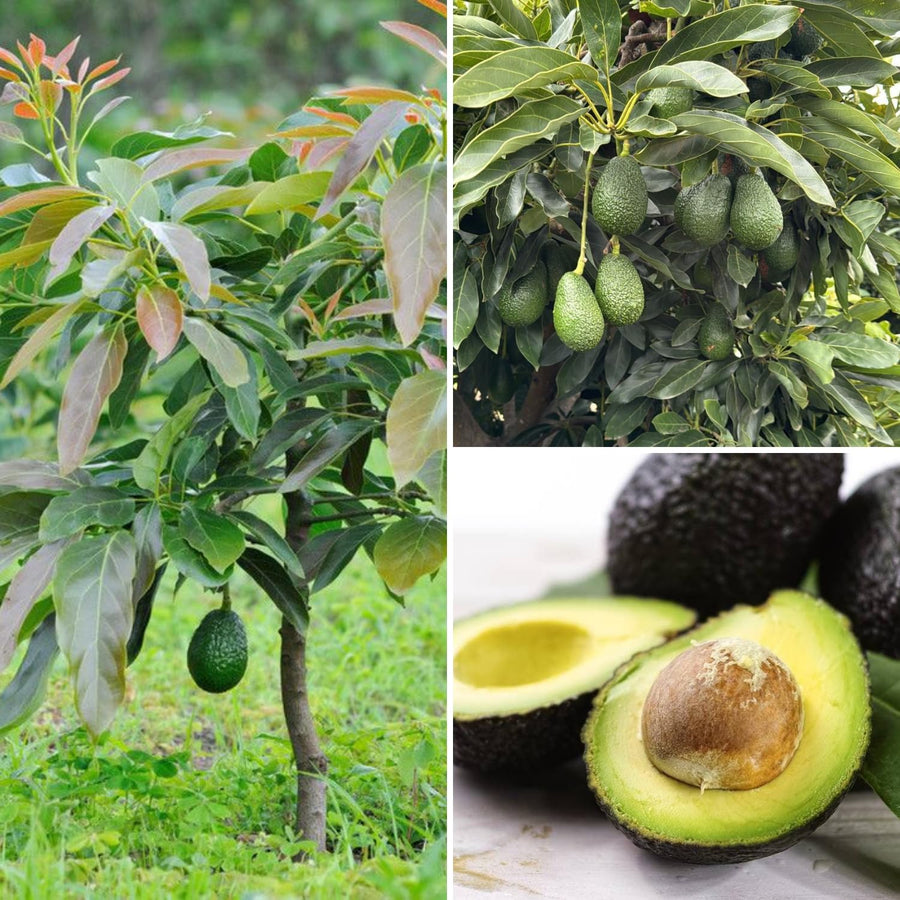 HASS Avocado Plant Live, Well Rooted Fruit Tree, 8-10 Inches Tall, Live Avocado Plant for Garden