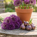 3 Purple Allium Bulbs for Planting, Decorative Flower Bulbs, Tall Blooming Garden Plants for Outdoor Beds and Borders