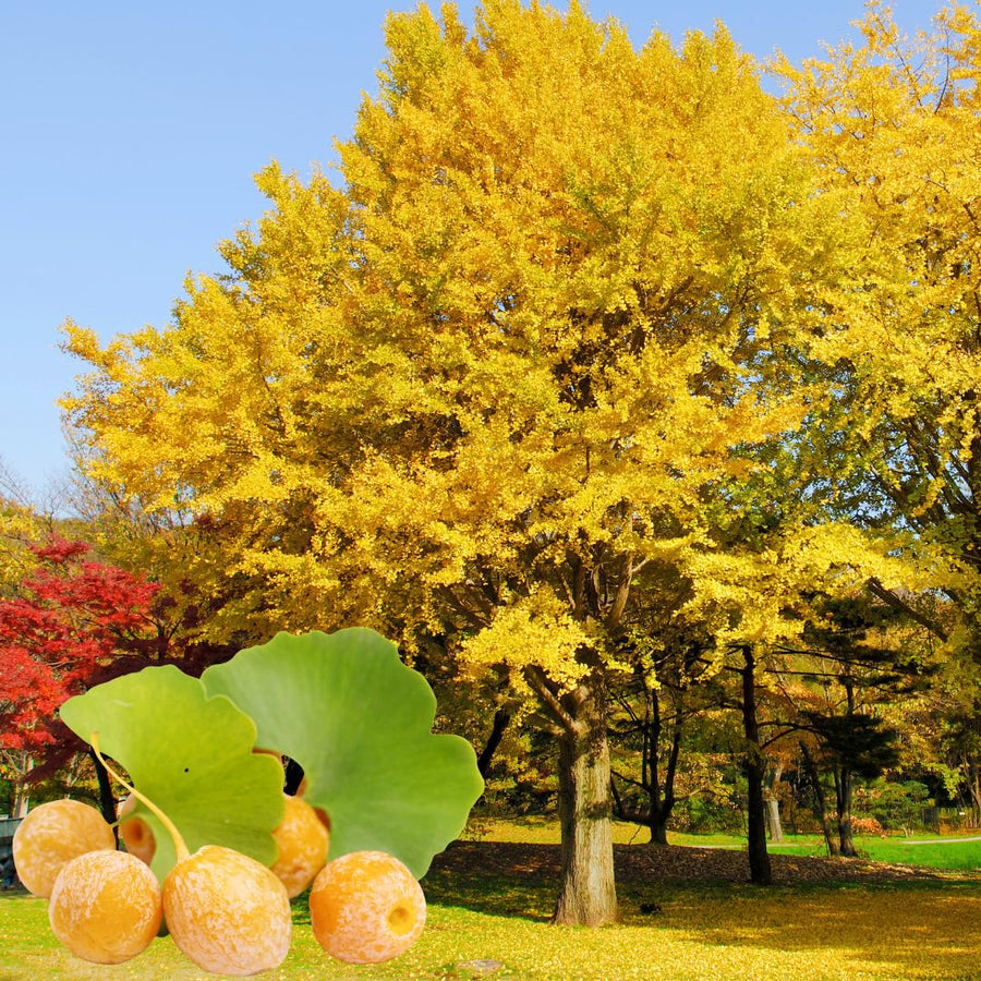 Ginkgo Biloba Tree Live Plant 1 Year Old Seedling, Yellow Maidenhair Tree for Outdoor Planting, 6-10 Inches in Tall in 4" Potted