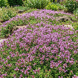 Set 3500 Creeping Thyme Seeds, Creeping Thyme Plants, Thymus serpyllum, Perennial Ground Cover Plants for Outdoor Gardening