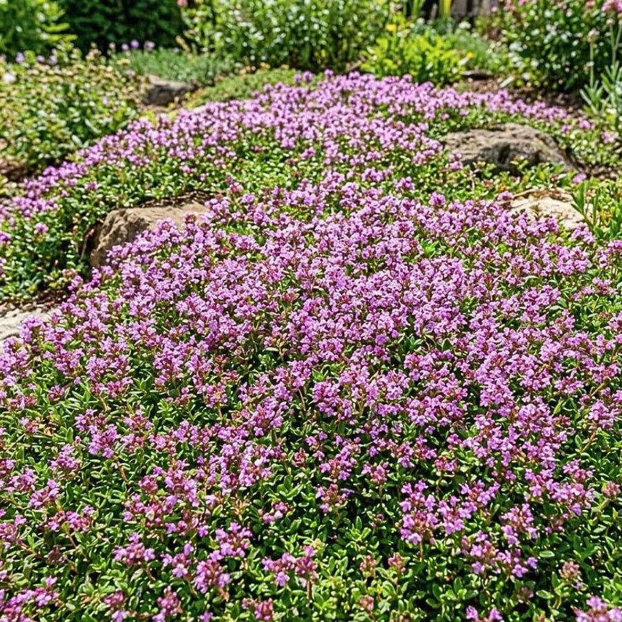 Set 3500 Creeping Thyme Seeds, Creeping Thyme Plants, Thymus serpyllum, Perennial Ground Cover Plants for Outdoor Gardening