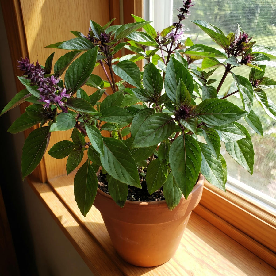 Basil Plant Live in 4 Inch Pot, Fast Growing Herb Plants, Fragrant Basil for Indoor Outdoor Growing, Starter Plants 4-7 Inches