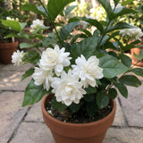 Duke of Tuscany Jasmine Plant in Half Gallon Pot, Fragrant White Jasmine Climbing Vine, Flowering Jasmines for Outdoor Garden