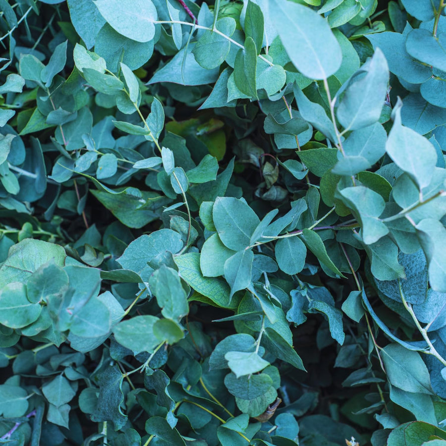 Eucalyptus Plant Live Indoor, Baby Blue Eucalyptus Live Plant, 4 to 7 Inches, Fragrant Eucalyptus Tree for Gardening Outdoor