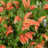 2 Shrimp Plants Live, Live Shrimp Plant for Garden, 5 to 7 Inc Tall (Red)