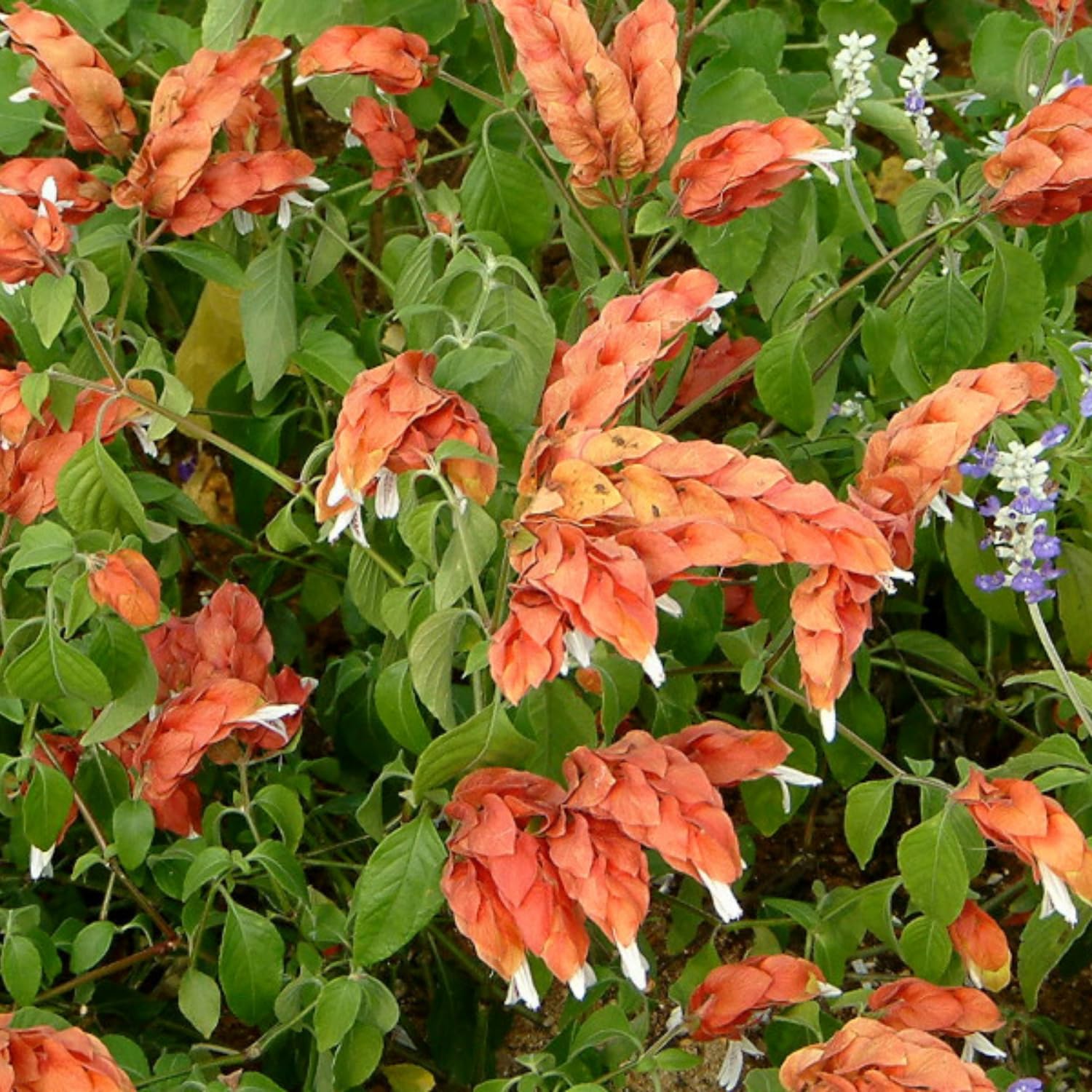 2 Shrimp Plants Live, Live Shrimp Plant for Garden, 5 to 7 Inc Tall (Red)