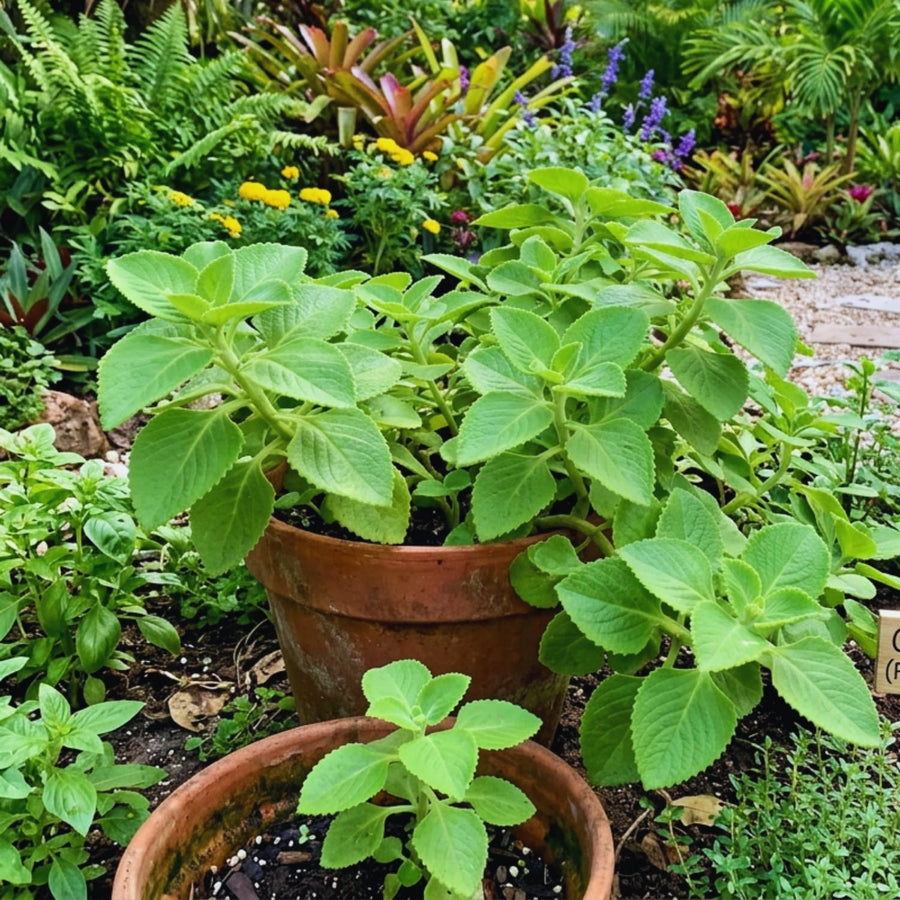 2 Cuban Oregano Live Plant, Oregano Plants Live, Mexican Mint Plant, Spanish Thyme Vegetable Plants Live Garden