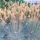 Blue Fescue Grass Live Plant 4–6″ Tall, Hardy Ornamental Grass, Silvery Blue Foliage Grasses for Planting Outdoor, 4'' Potted Plant