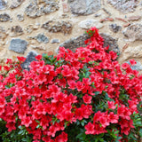 Red Azalea Plant Live, 10 Inches Tall, Hardy Flowering Shrub for Outdoor Planting and Landscaping