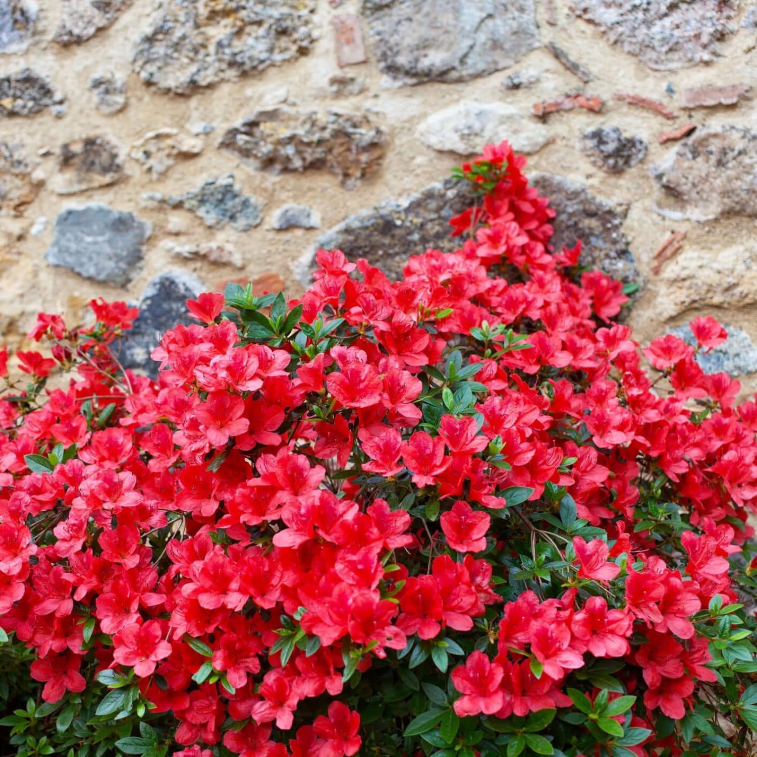 Red Azalea Plant Live, 10 Inches Tall, Hardy Flowering Shrub for Outdoor Planting and Landscaping