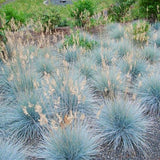 Blue Fescue Grass Live Plant 4–6″ Tall, Hardy Ornamental Grass, Silvery Blue Foliage Grasses for Planting Outdoor, 4'' Potted Plant
