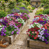 2 Mix Verbena Plants Live for Planting, Colorful Blooming Flower Plant, Verbena Live Plants, 5 to 7 Inc Tall