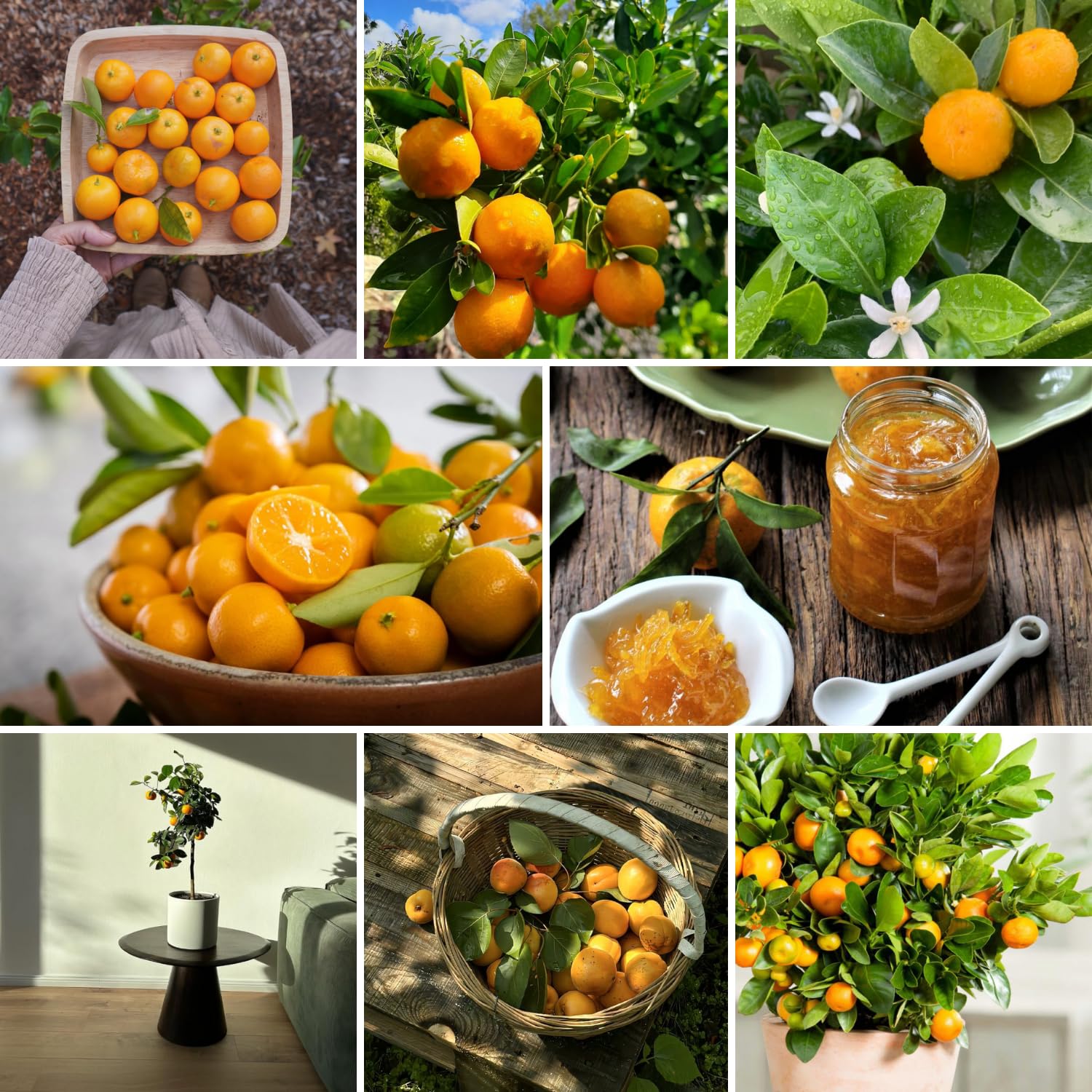 Dwarf Calamondin Tree Live Plant, Calamansi Orange Tree, 3-4 Feet Tall, Indoor Outdoor Garden Fruit Tree