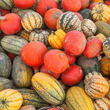 50 Mixed Gourd Seeds for Planting, Assorted Gourd Vegetable Seeds, Garden Seeds for Outdoor Growing