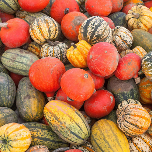 50 Mixed Gourd Seeds for Planting, Assorted Gourd Vegetable Seeds, Garden Seeds for Outdoor Growing