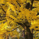 Set 2 Ginkgo Live Plant, 6-12 inches Tall, Ginkgo Tree, Hardy Ornamental, Yellow Leaf in Fall for Yard and Garden, in Quart Pot