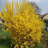 Forsythia Plant Live, Forsythia Bush Live Plant, Well Rooted in Quart Pot, 8-10 Inches Tall, Perennial Shrub for Outdoor Growing