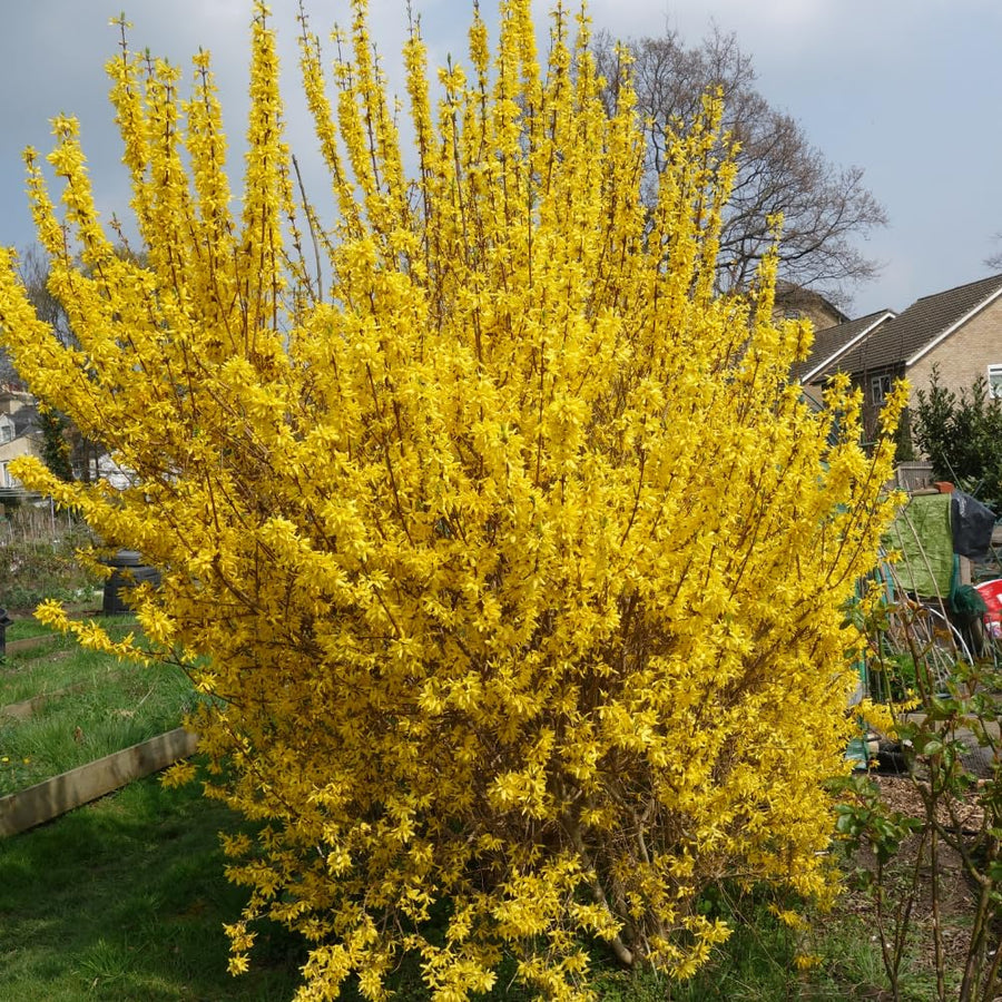 Forsythia Plant Live, Forsythia Bush Live Plant, Well Rooted in Quart Pot, 8-10 Inches Tall, Perennial Shrub for Outdoor Growing