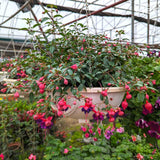 2 Hanging Fuchsia Plants Well Rooted for Growing, 5 to 7 Inc in Height Purple Red Fuchsia Live Plants