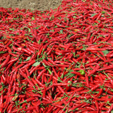 100 Bird Chili Pepper Seeds for Planting, Chili Seed for Garden, Containers