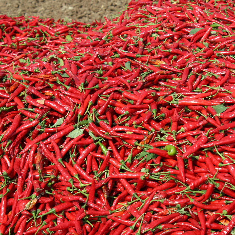 100 Bird Chili Pepper Seeds for Planting, Chili Seed for Garden, Containers