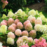 Pink White Hydrangea Live Plant, 2.5 Inch Pot, Color Changing Hydrangea Bush, Hardy Perennial Flowering Shrub, 6-12" Tall