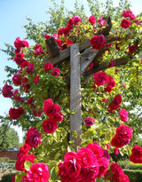 Rose Live Plant, Climbing Roses Plant Live, 5 to 8" Tall, 5 Months Old Fragrant Climber Plant for Planting, No Leaf, Trim Back, Well Rooted, Bare Root (Red)