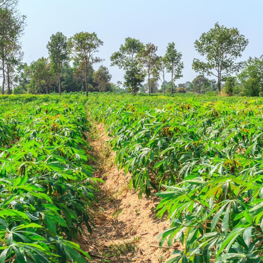 Cassava Yuca Plant Live in 4 Inc Potted, Sweet Yuca Live Plant for Growing Outdoors, 4 to 6 Inc Tall, Vegetable Plants Garden