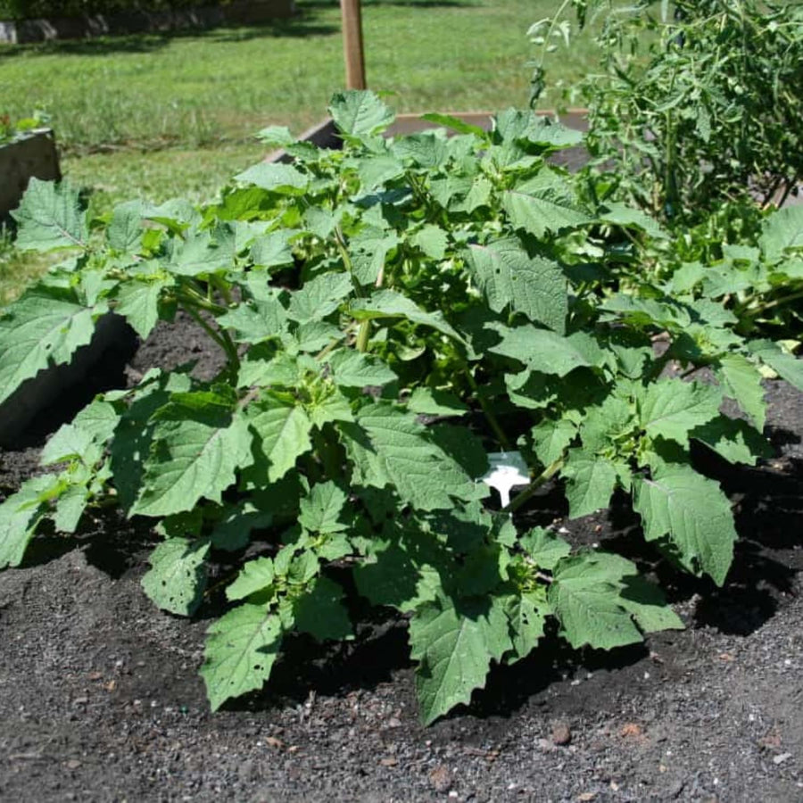 Sets 3 Gooseberry Bushes Live Plants, 4-7 Inches Ground Cherry Tree Live Plant Tomatillo Tomato for Outdoor Garden Planting Spring